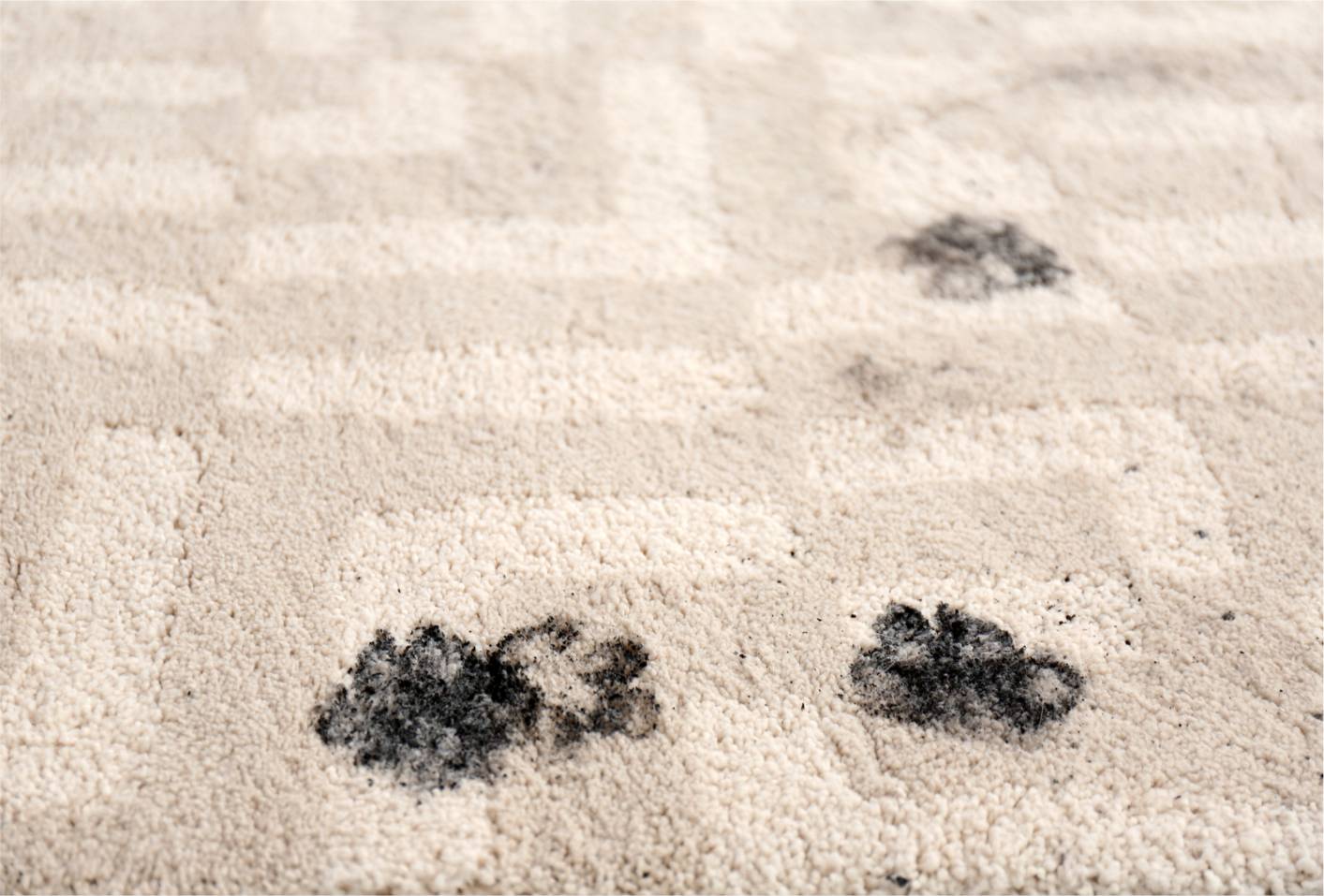 Rug before cleaning